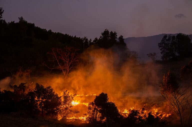 forest-fire-at-nighttime-2023-11-27-05-22-32-utc (1)