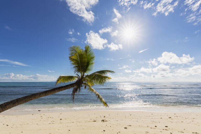 seychelles-praslin-anse-kerlan-coconut-palm-and-2024-09-22-16-31-15-utc (1)